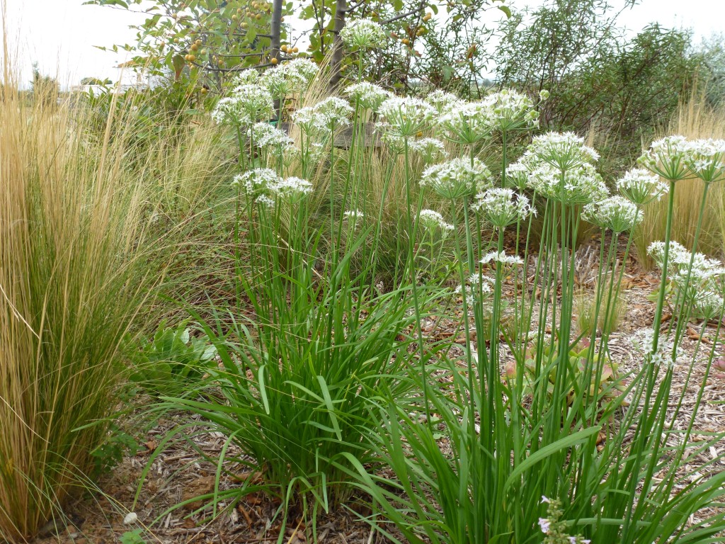 Allium ramosum e erbe